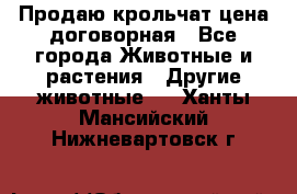 Продаю крольчат цена договорная - Все города Животные и растения » Другие животные   . Ханты-Мансийский,Нижневартовск г.